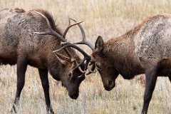 09_Rocky Mountain National Park_11